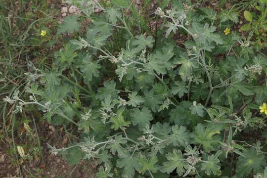 Image of caliche globemallow