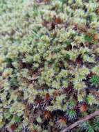 Image of elongate racomitrium moss