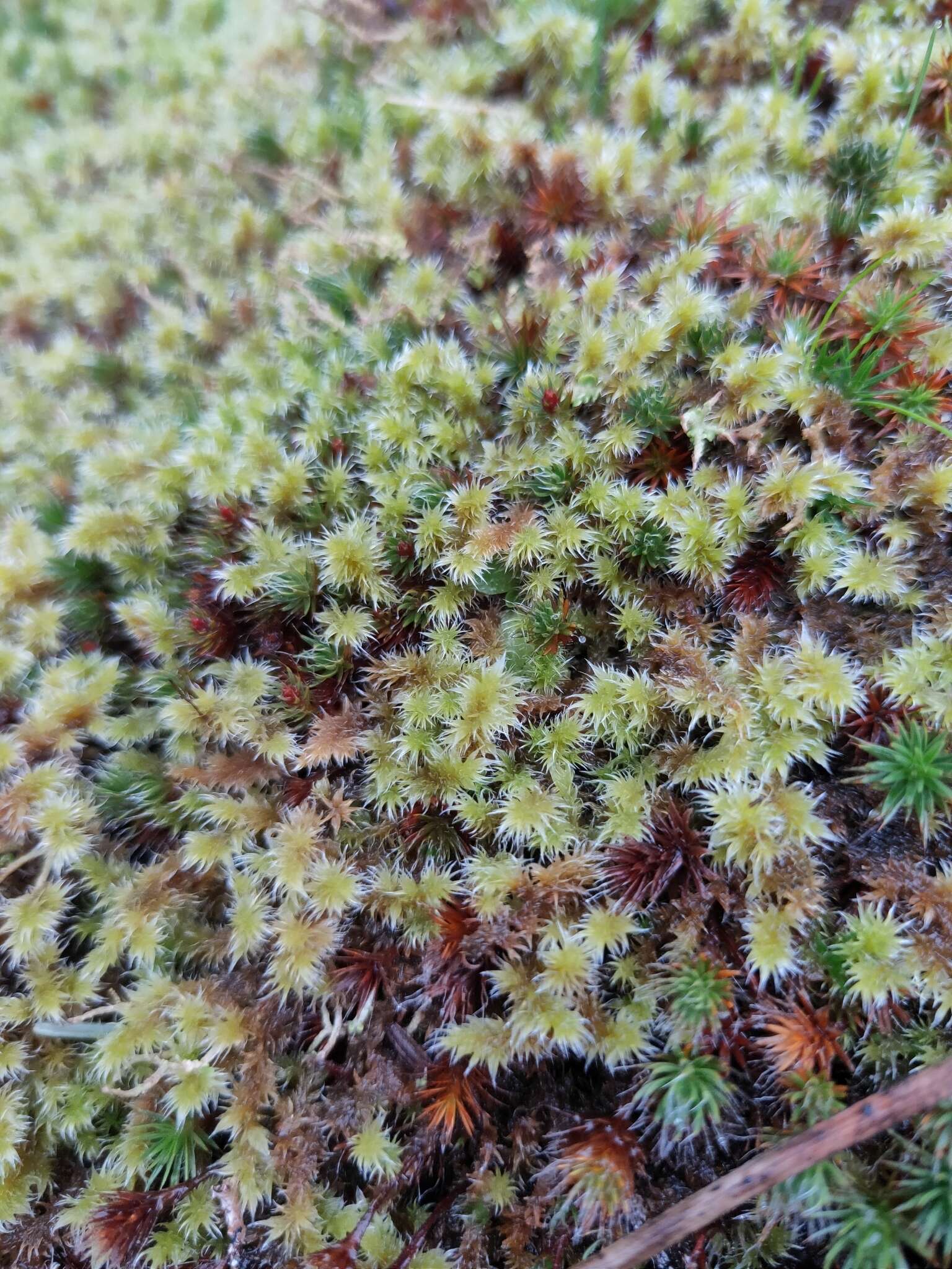 Image of elongate racomitrium moss