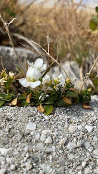 Sivun Arabis vochinensis Spreng. kuva