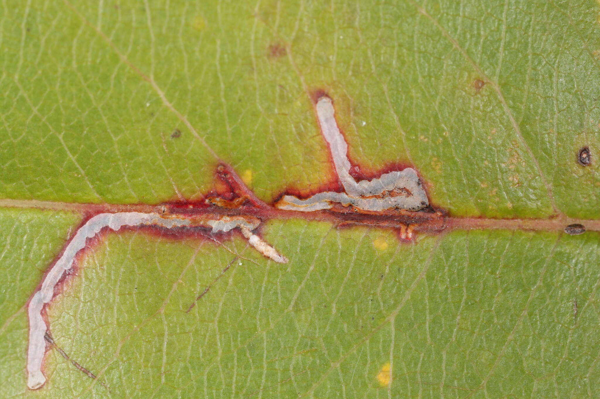 Image of Bucculatrix pomifoliella Clemens 1860