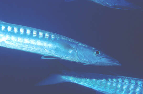 Image of Blackfin barracuda