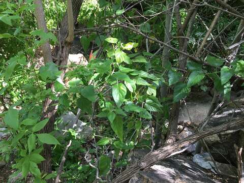 Image of Justicia purpusii (Brandeg.) D. N. Gibson