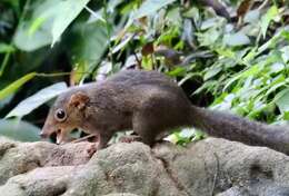 Image of Northern Tree Shrew