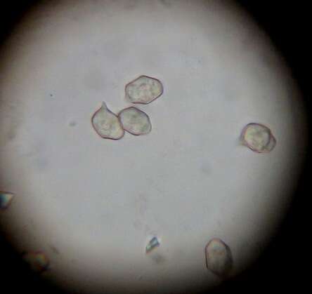 صورة Entoloma cuneatum (Bres.) M. M. Moser 1978