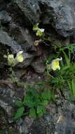 Image of Antirrhinum braun-blanquetii Rothm.