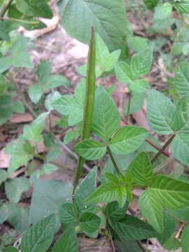 Image of fringed spiderflower