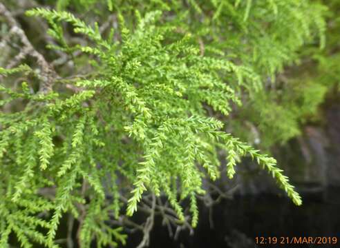 Image of Yellow Silver Pine