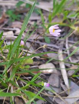 Image of Annual daisy