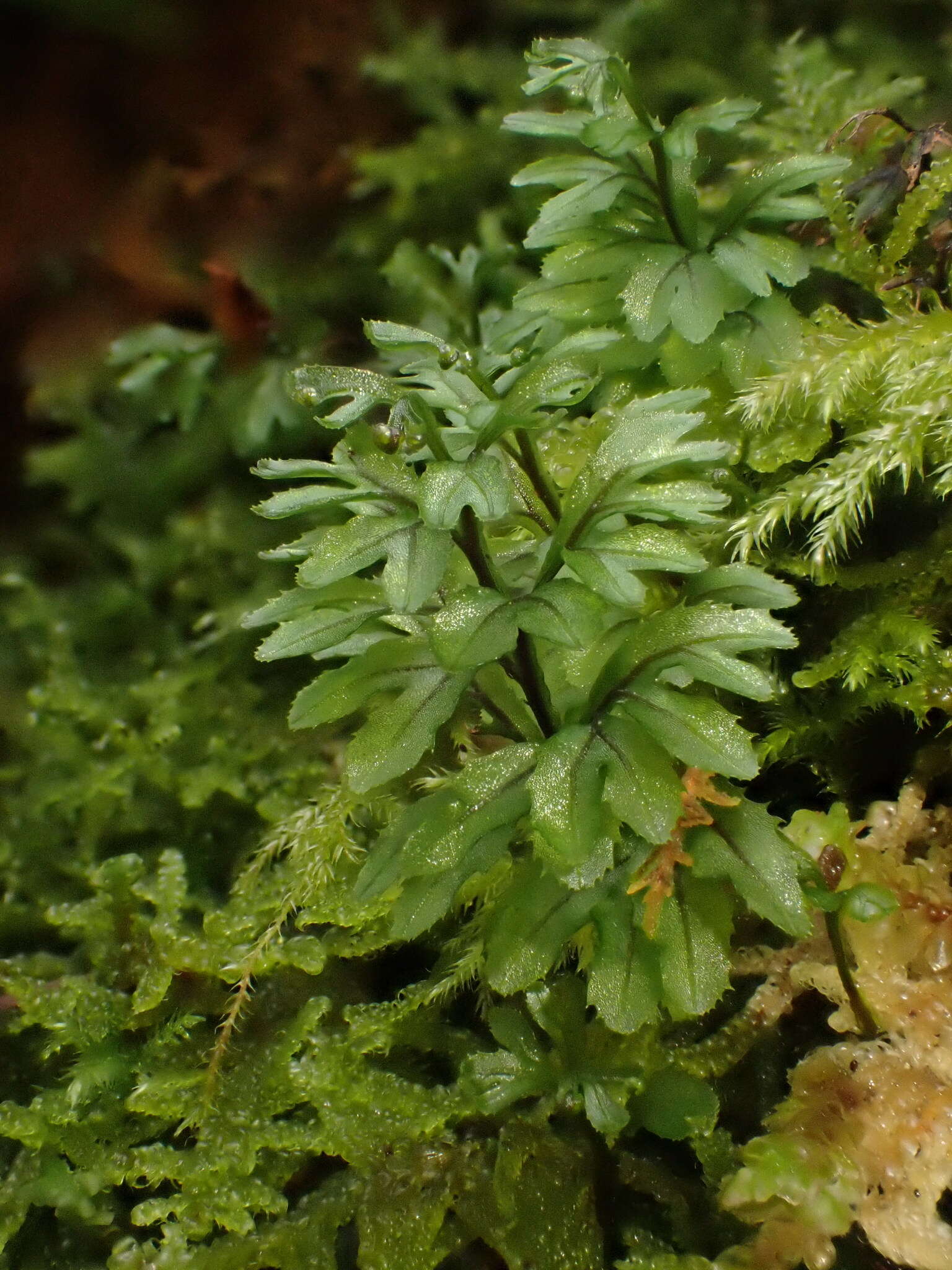 Sivun Hymenophyllum wilsonii Hook. kuva