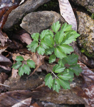 Imagem de Cardamine appendiculata Franch. & Sav.