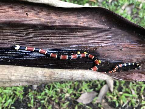 Image of Allen's Coral Snake