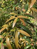 Plancia ëd Podocarpus elatus R. Br. ex Endl.