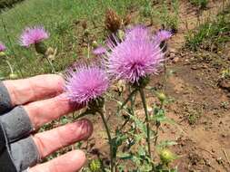 Image of Wheeler's thistle