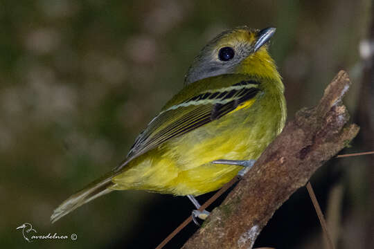 Piprites chloris (Temminck 1822)的圖片