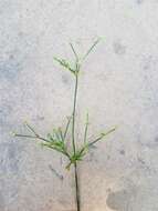 Imagem de Juncus trigonocarpus Steud.