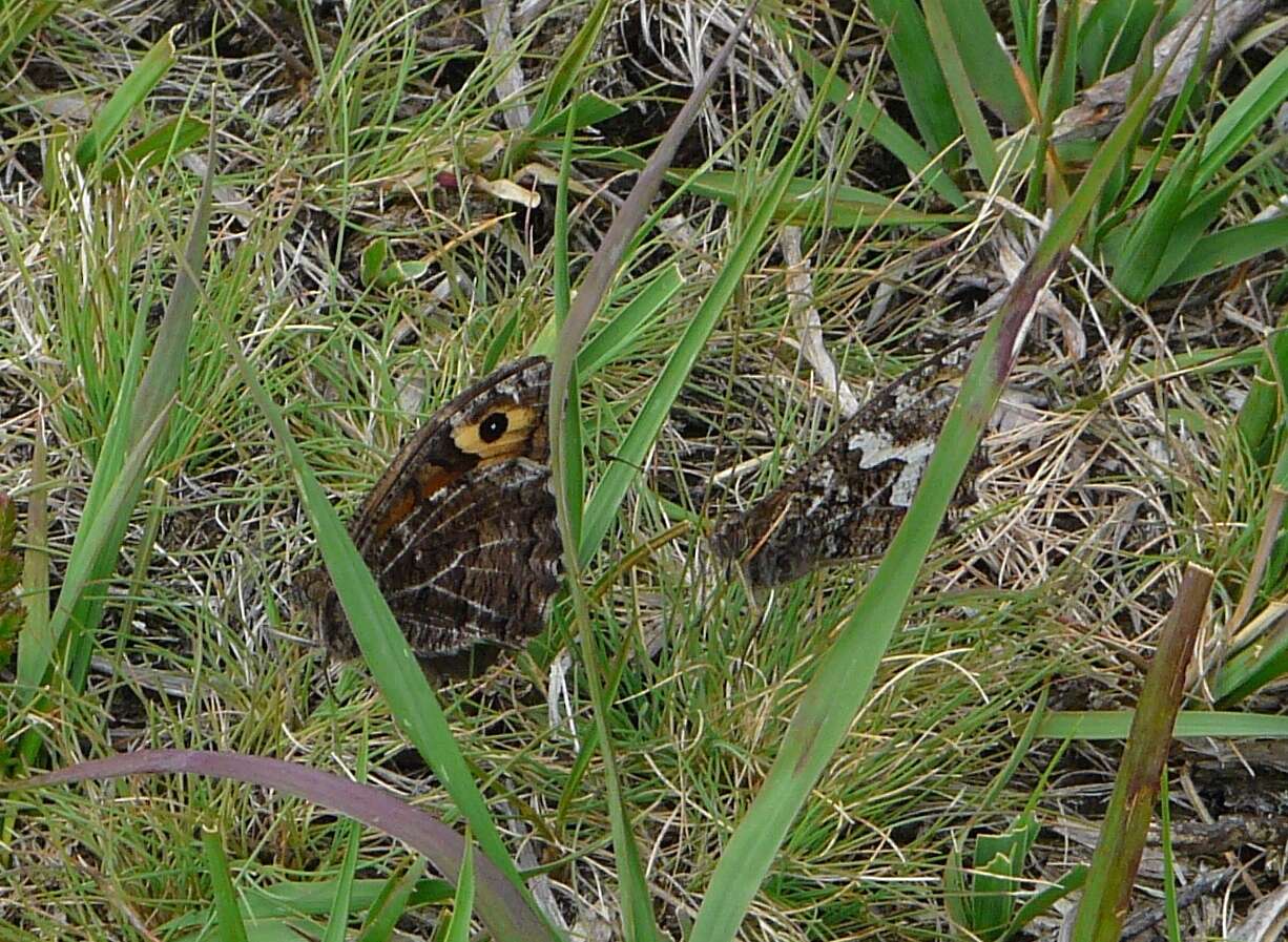 Image of Grayling