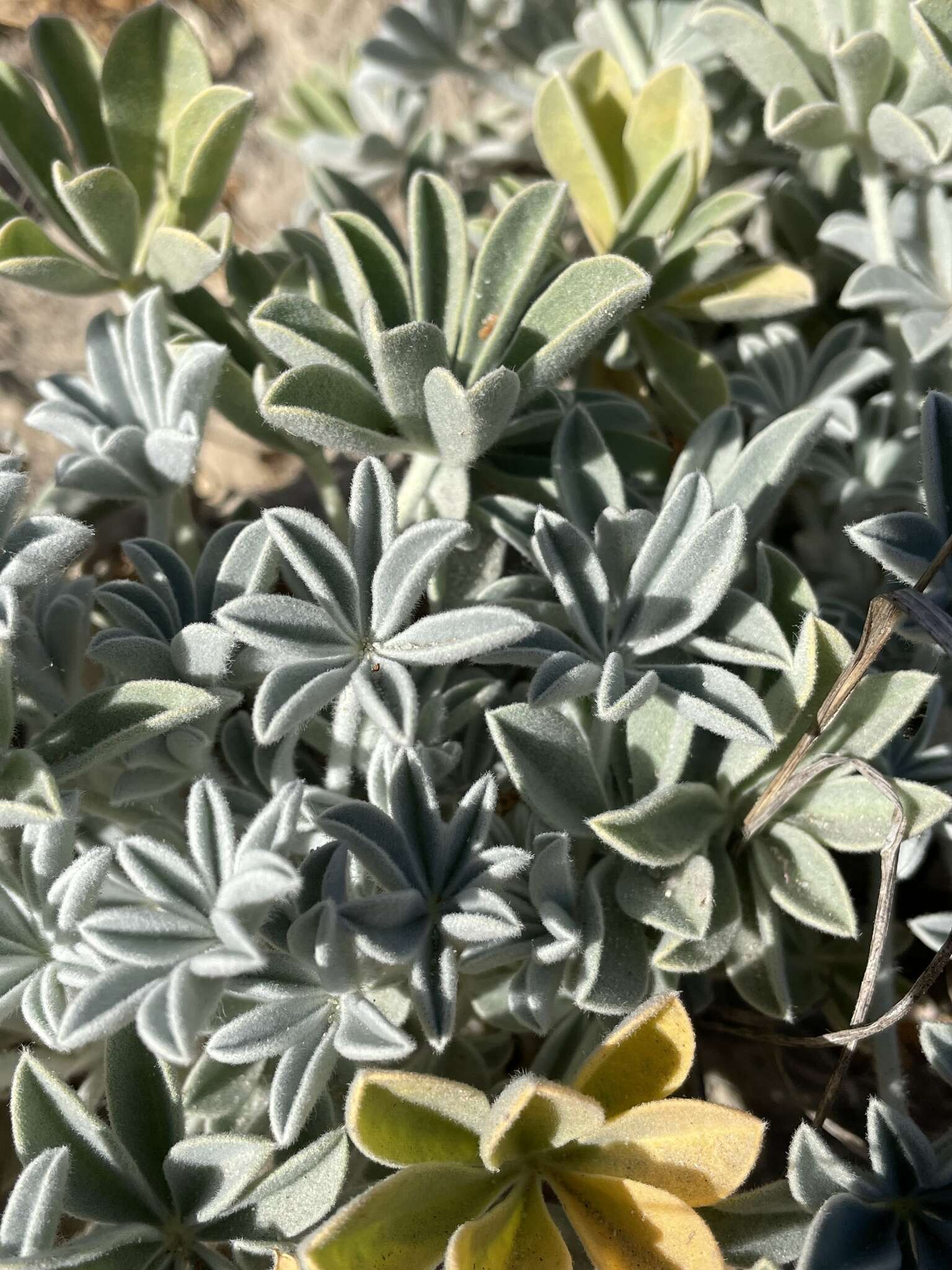 Image of San Luis lupine