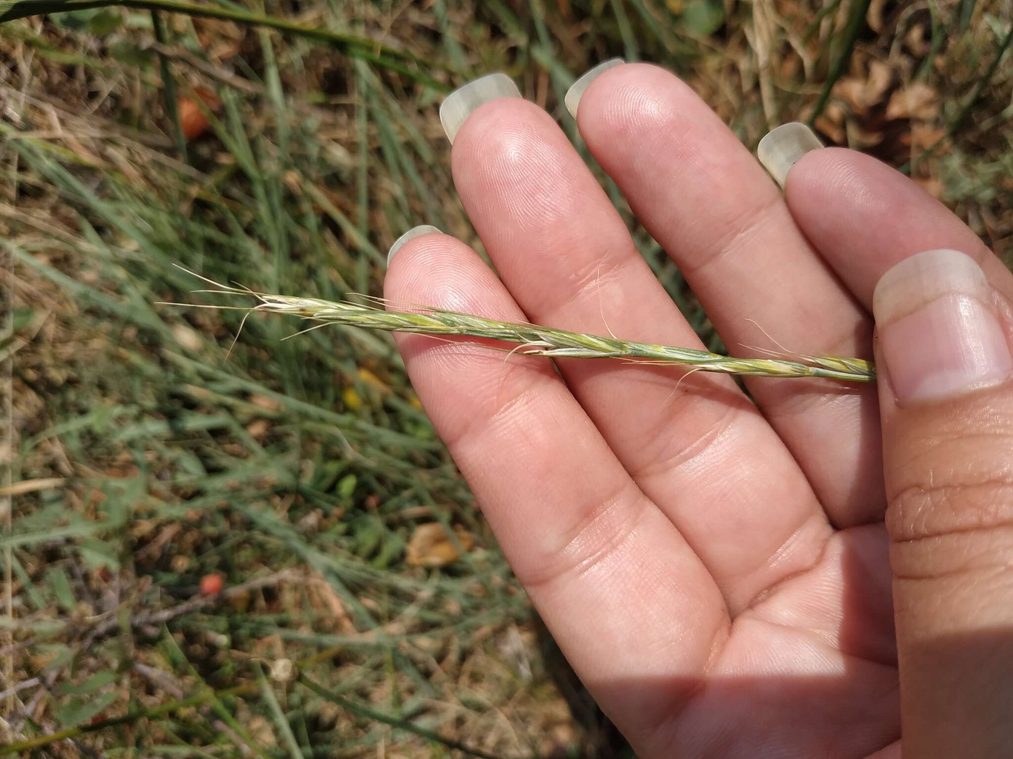 Image of Elymus reflexiaristatus subsp. strigosus (Schult.) Melderis