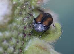 Image of Leaf beetle