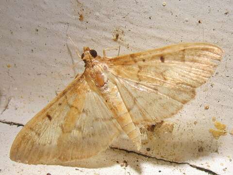 Image of Two-spotted Herpetogramma