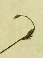 Image of Small-Fruit Spike-Rush