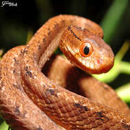 Image of Keeled Slug-eating Snake