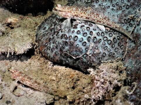 Image of Campbel&#39;s goby