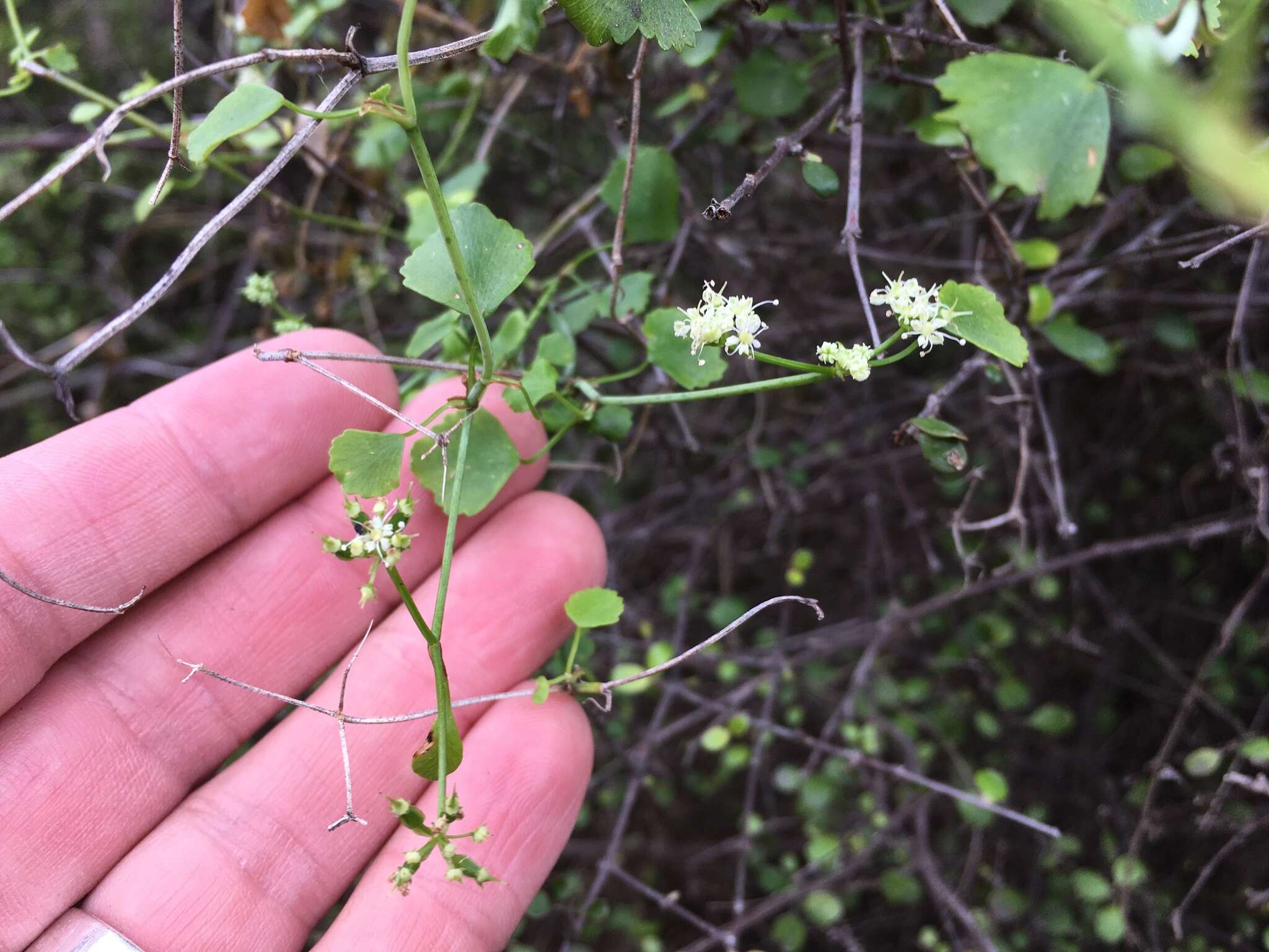 Слика од Scandia geniculata (Forst. fil.) J. W. Dawson