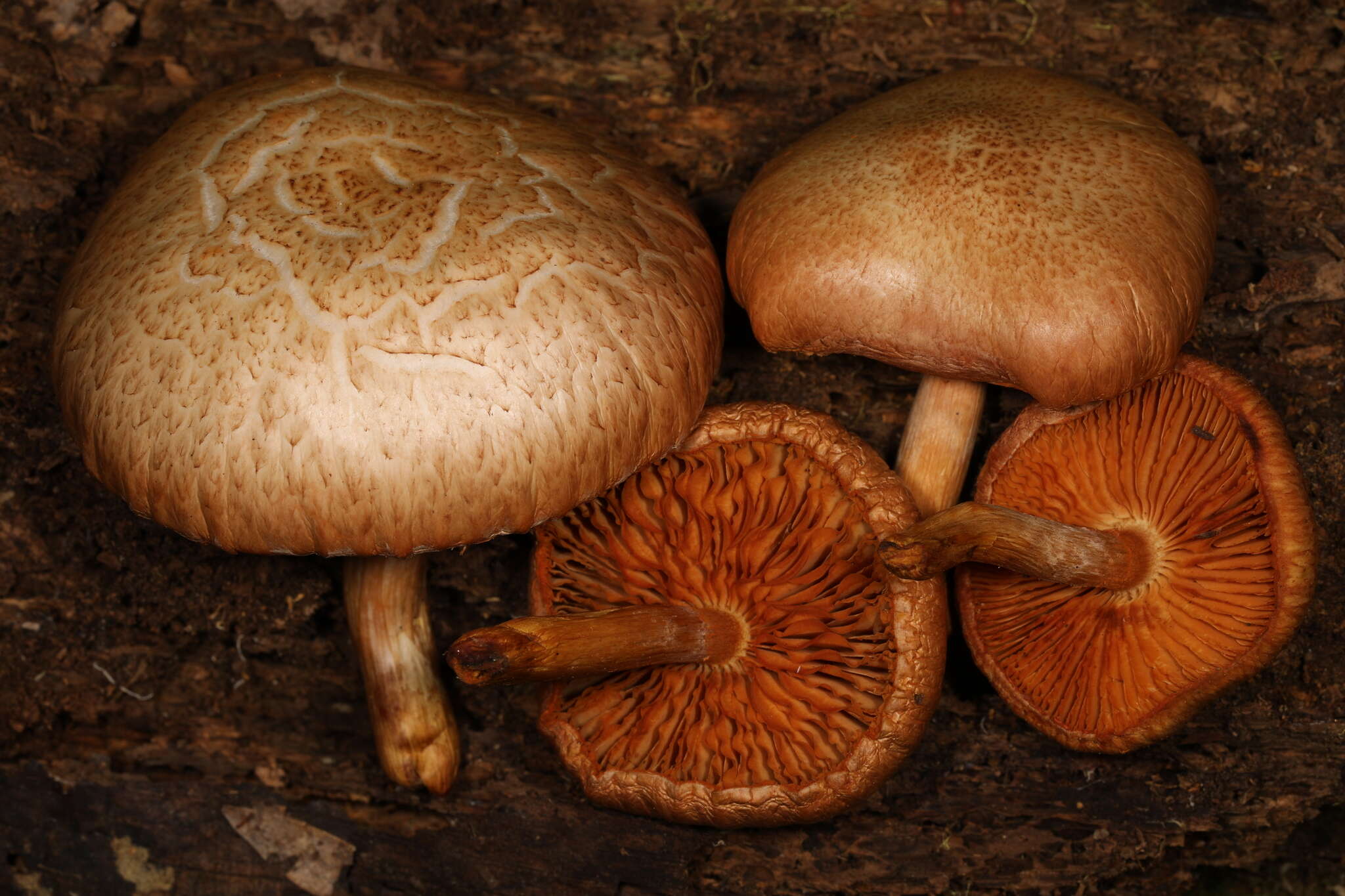 Image of Gymnopilus lepidotus Hesler 1969