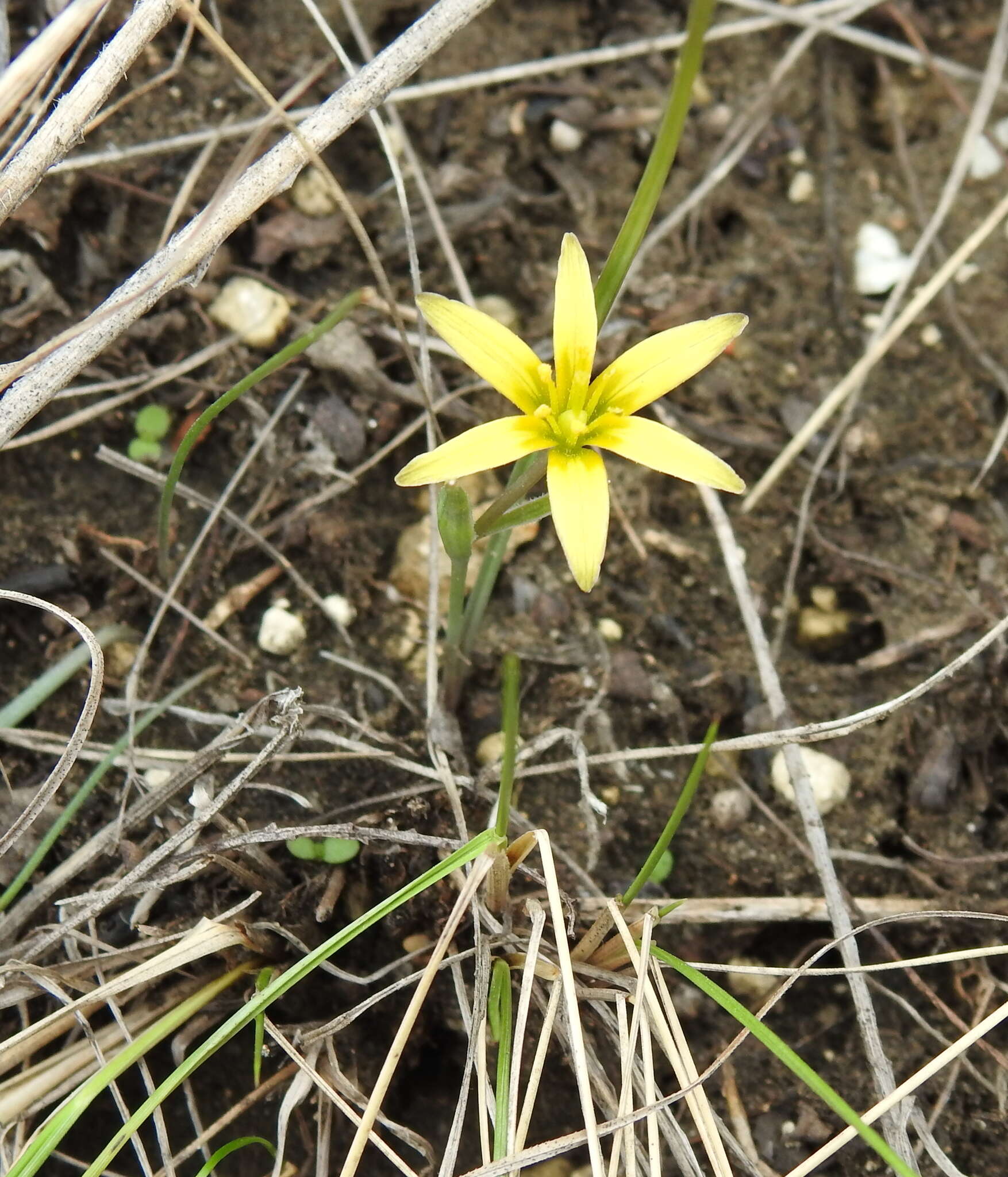 Image of Gagea pusilla (F. W. Schmidt) Sweet