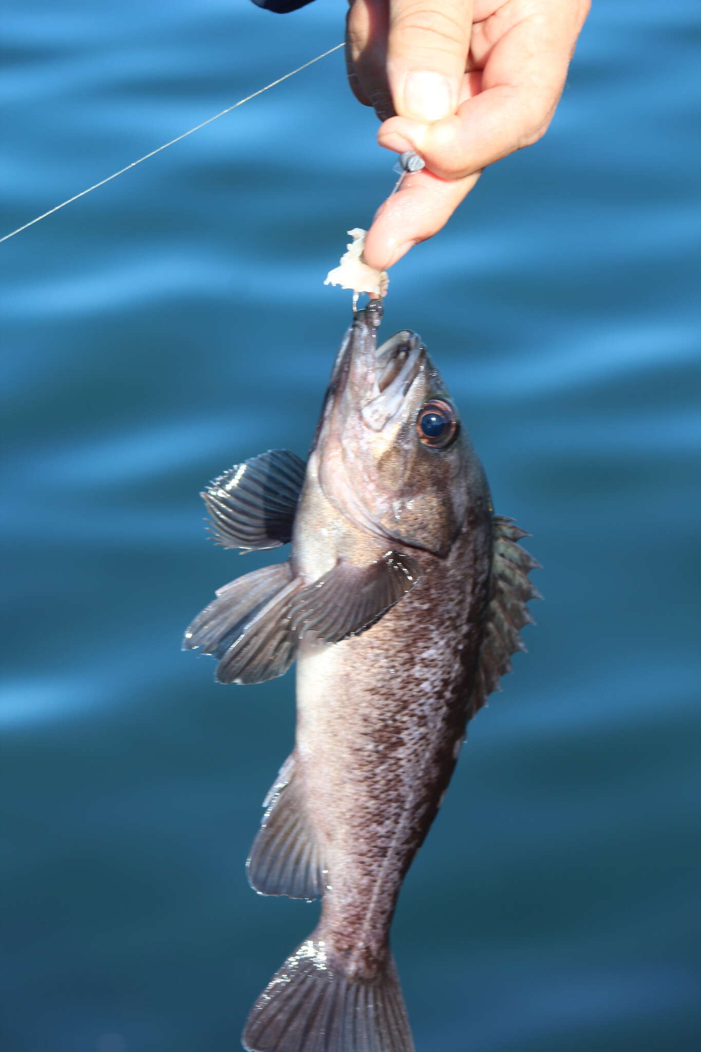 Image of Black rockfish