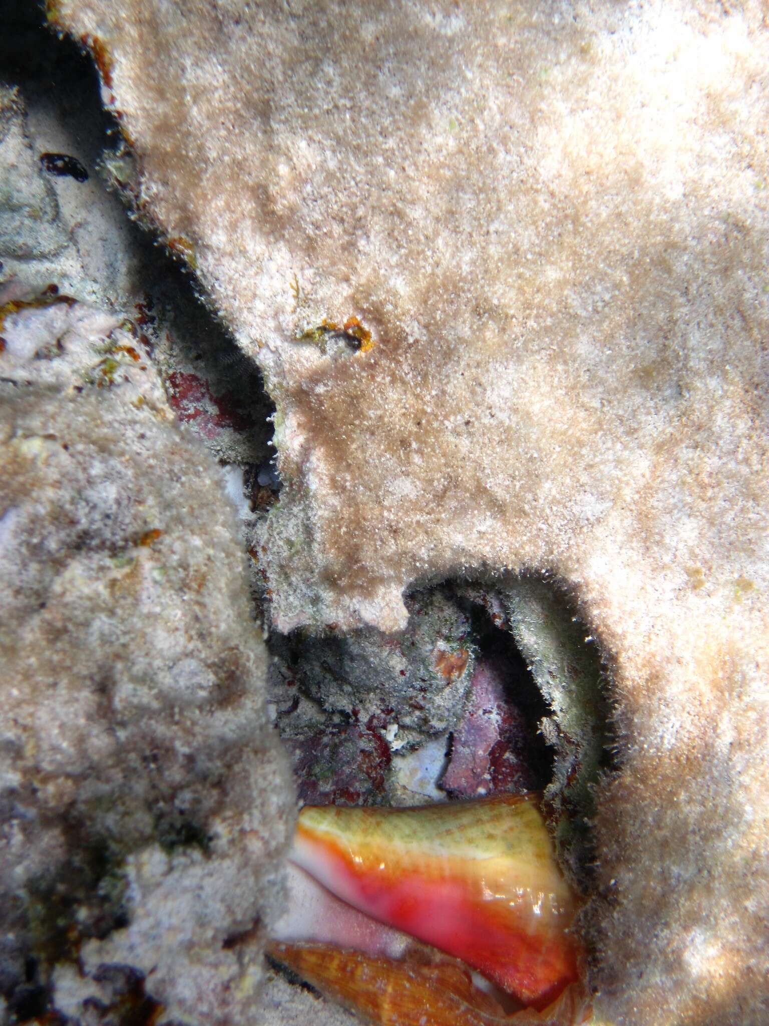 Image of Pink Conch