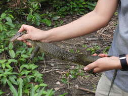 Image of Varanus rainerguentheri Ziegler, Böhme & Schmitz 2007