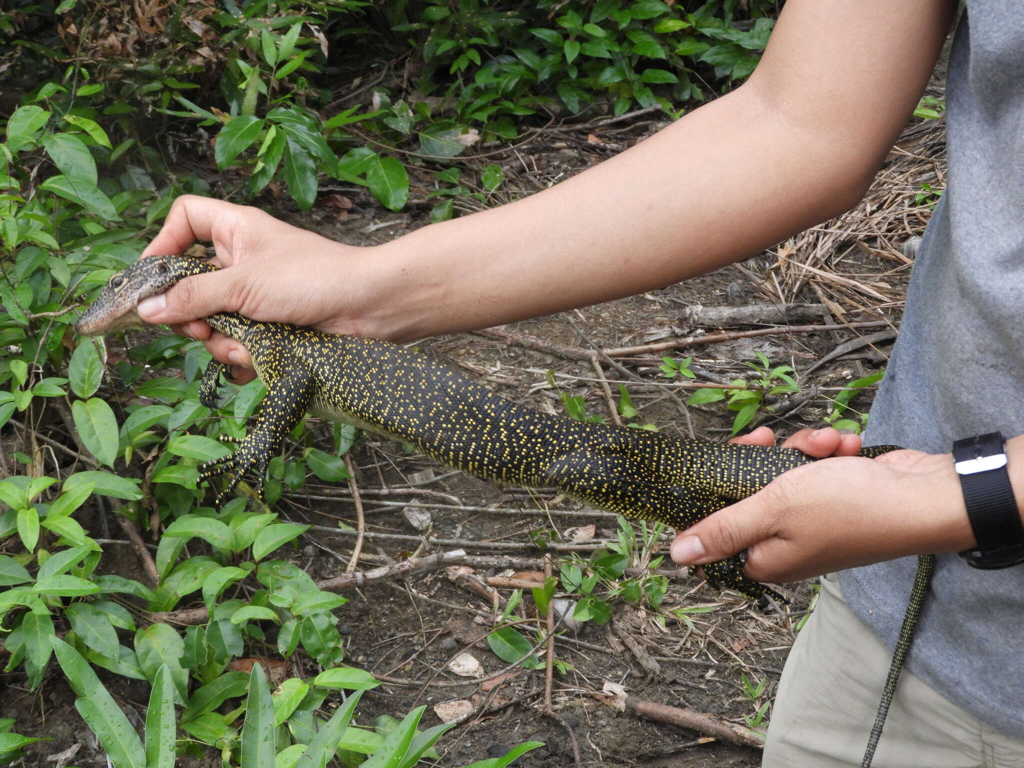 Image of Varanus rainerguentheri Ziegler, Böhme & Schmitz 2007