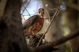 Image of Red-breasted Sparrowhawk