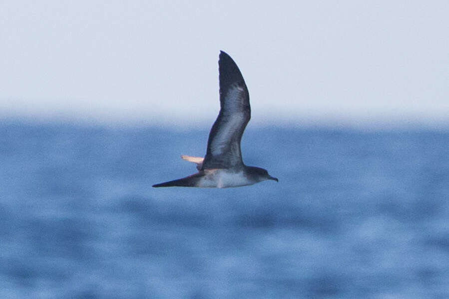 Image of Wedge-tailed Shearwater