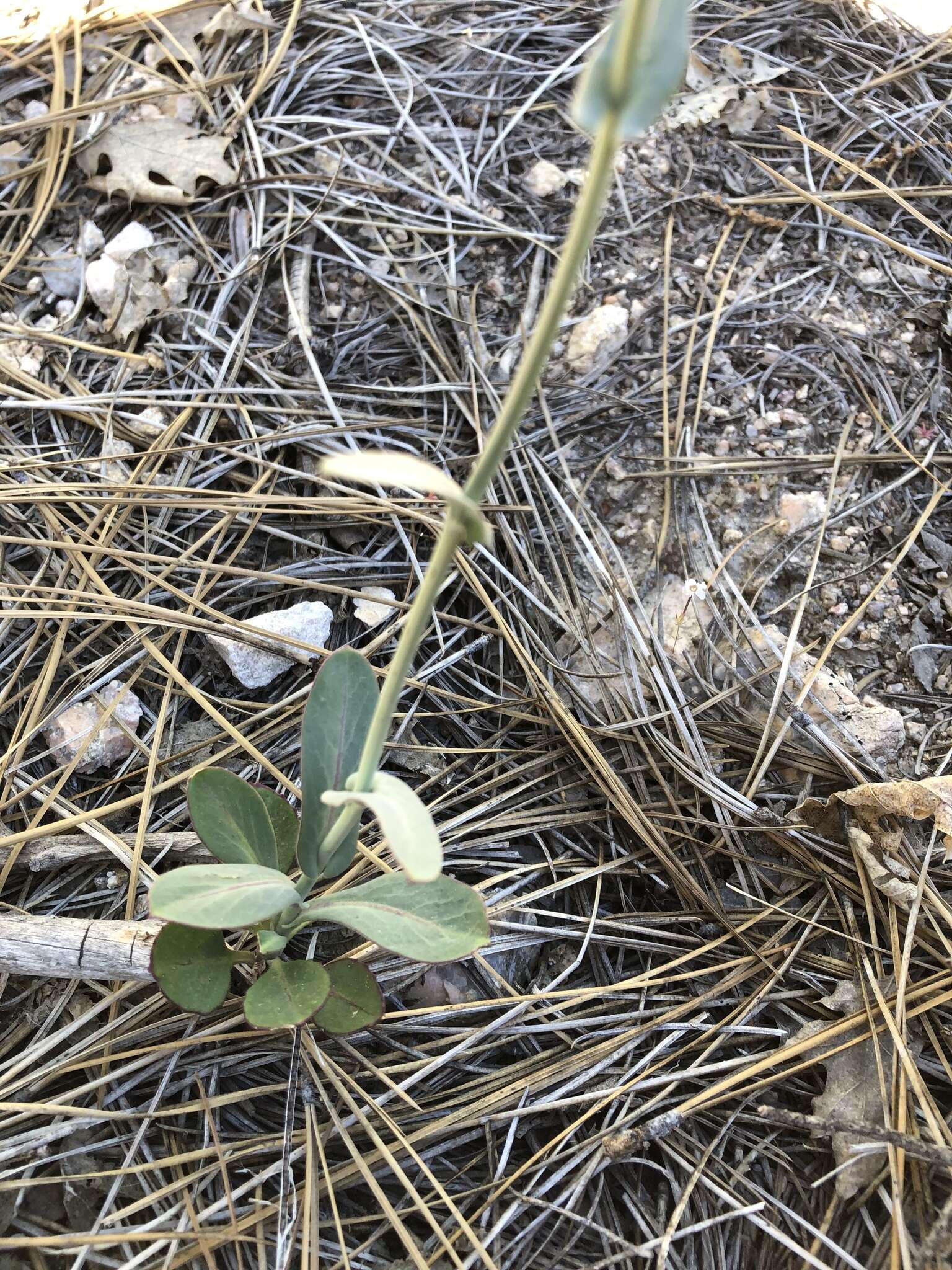 Image of Laguna Mountain jewelflower