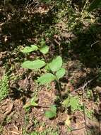 Image de Nothofagus alpina (Poepp. & Endl.) Oerst.