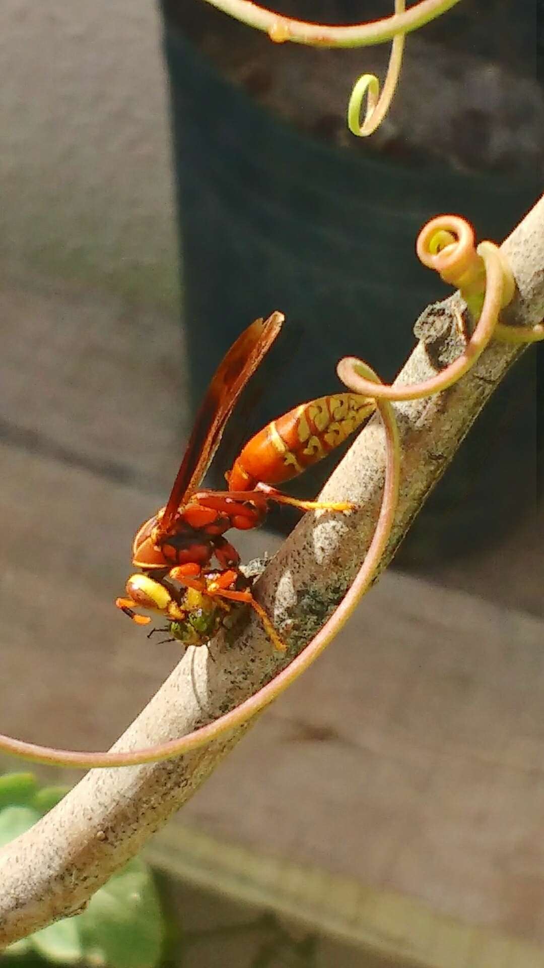 Image of Polistes cavapyta de Saussure 1853