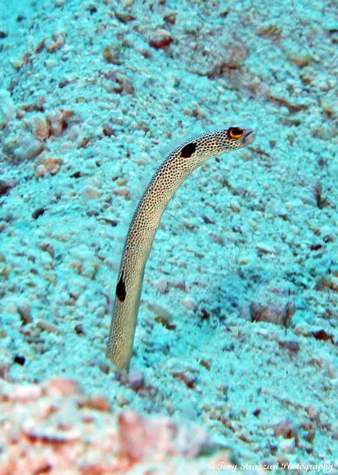 Image of Black spotted garden eel