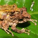 Image de Pristimantis rosadoi (Flores 1988)