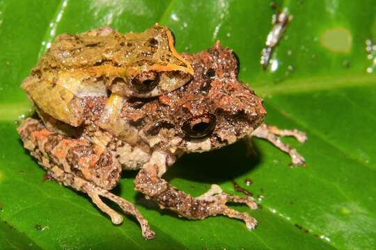 Image de Pristimantis rosadoi (Flores 1988)