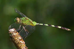 Image of Great Pondhawk