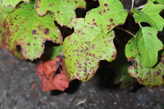 صورة Cercospora hydrangeae Ellis & Everh. 1892