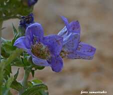 Image of Campanula laciniata L.