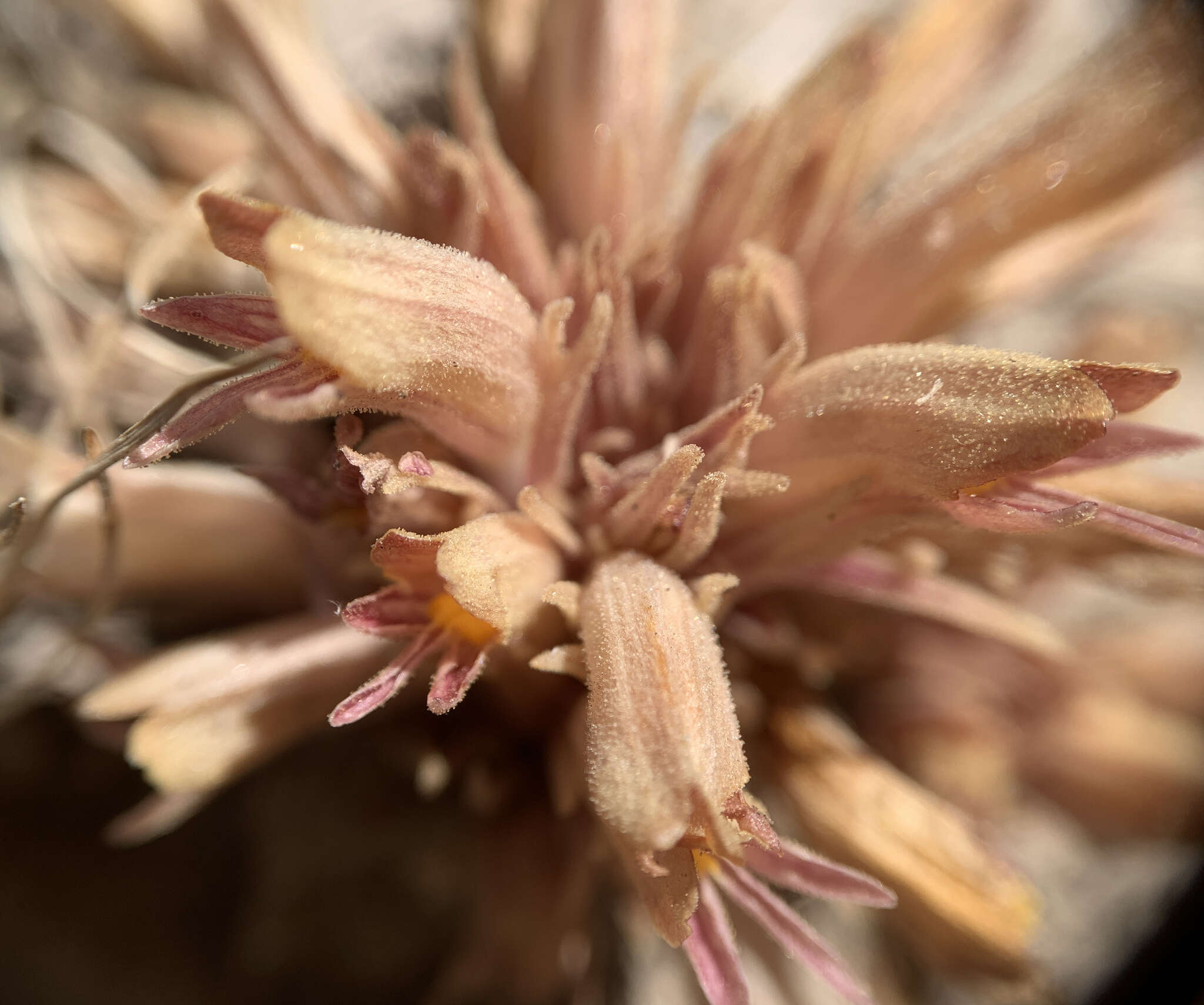 Image of flat-top broomrape