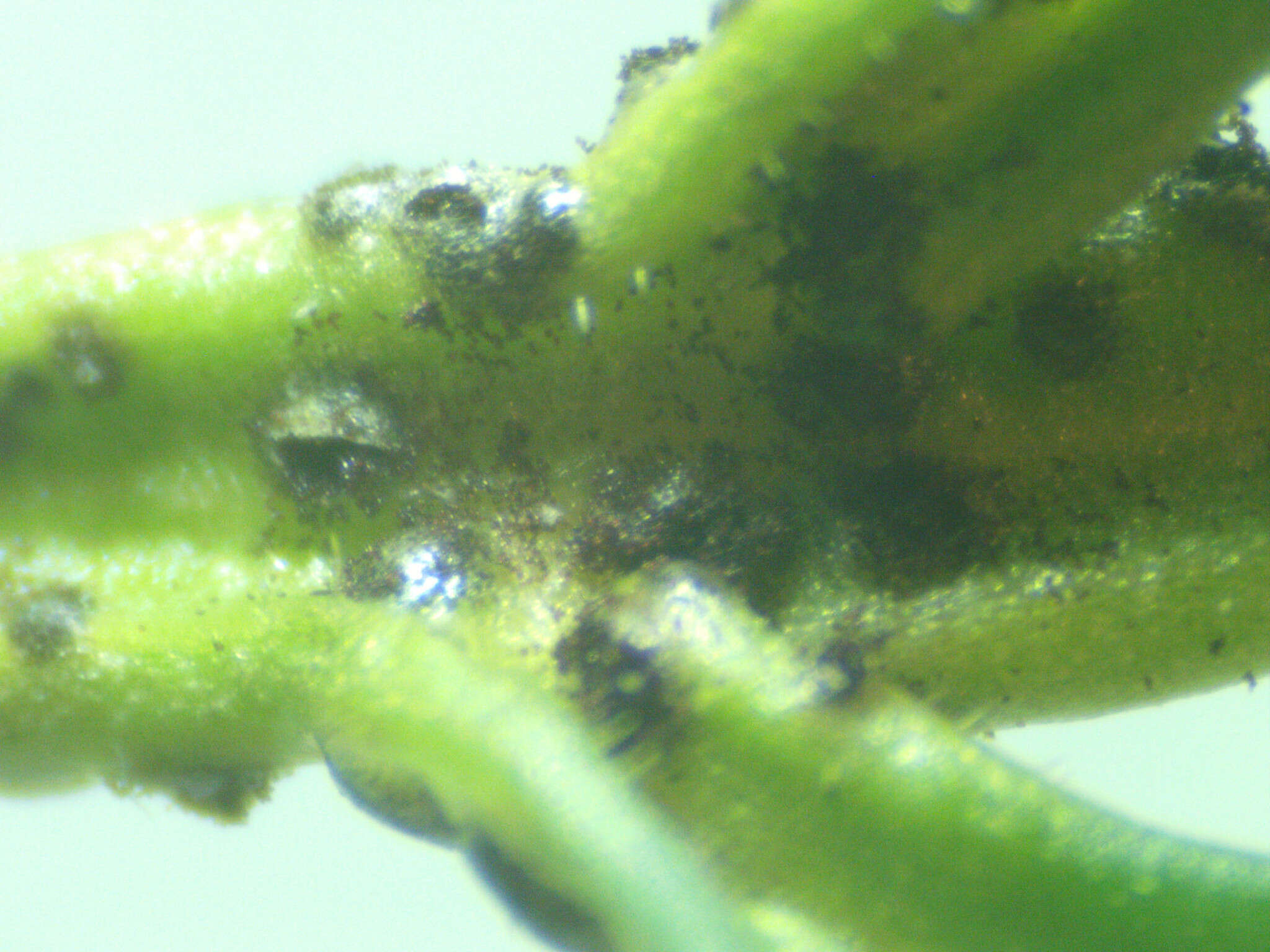 Image de Puccinia tumida Grev. 1824