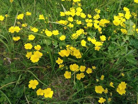 Image of Potentilla aurea L.