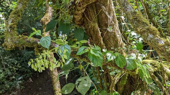 Image of Begonia glabra Aubl.